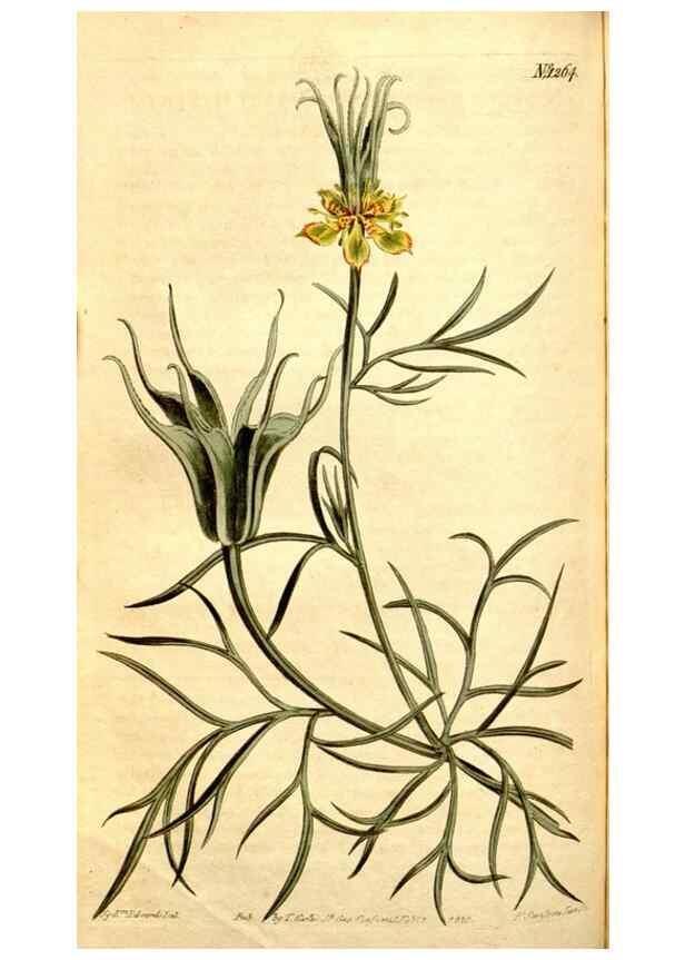 Reproducción/Reproduction 34783349610: Curtis's botanical magazine.. London ; New York [etc.] :Academic Press [etc.]
