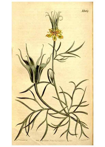 Reproducción/Reproduction 34783349610: Curtis's botanical magazine.. London ; New York [etc.] :Academic Press [etc.]