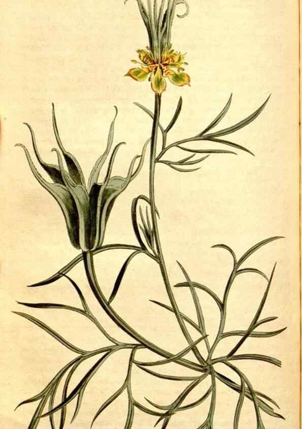 Reproducción/Reproduction 34783349610: Curtis's botanical magazine.. London ; New York [etc.] :Academic Press [etc.]