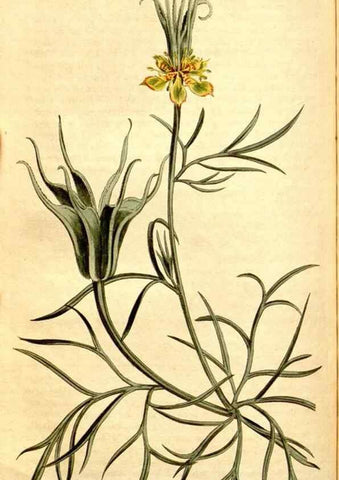 Reproducción/Reproduction 34783349610: Curtis's botanical magazine.. London ; New York [etc.] :Academic Press [etc.]