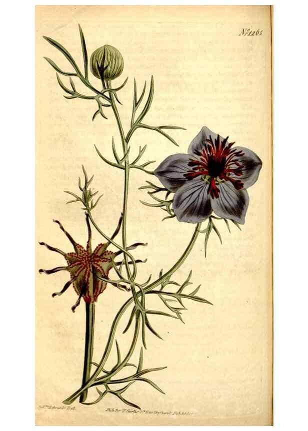 Reproducción/Reproduction 34783351360: Curtis's botanical magazine.. London ; New York [etc.] :Academic Press [etc.]