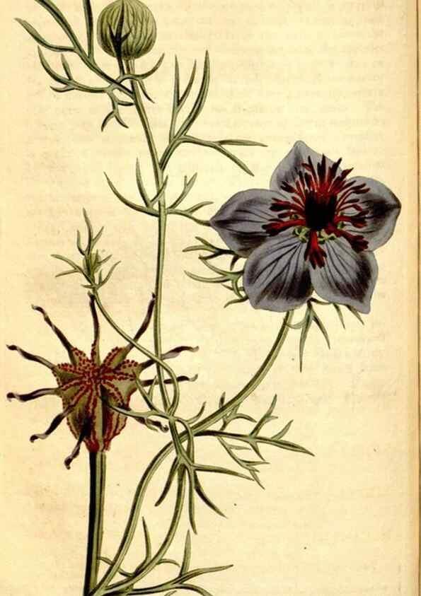 Reproducción/Reproduction 34783351360: Curtis's botanical magazine.. London ; New York [etc.] :Academic Press [etc.]