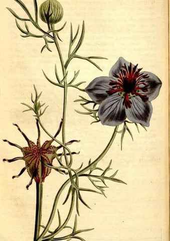 Reproducción/Reproduction 34783351360: Curtis's botanical magazine.. London ; New York [etc.] :Academic Press [etc.]