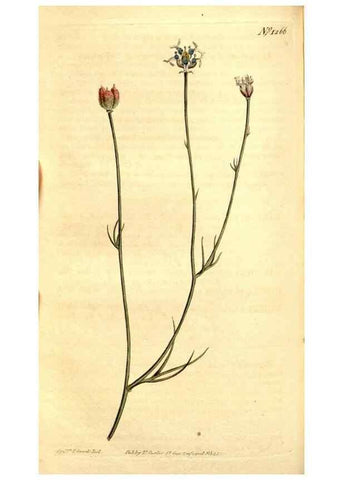 Reproducción/Reproduction 34783353580: Curtis's botanical magazine.. London ; New York [etc.] :Academic Press [etc.]