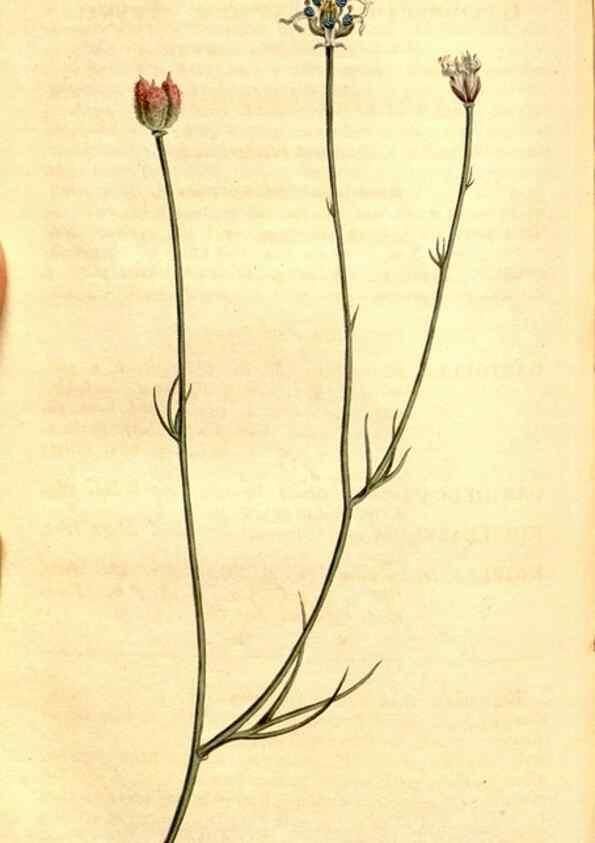 Reproducción/Reproduction 34783353580: Curtis's botanical magazine.. London ; New York [etc.] :Academic Press [etc.]
