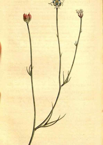 Reproducción/Reproduction 34783353580: Curtis's botanical magazine.. London ; New York [etc.] :Academic Press [etc.]