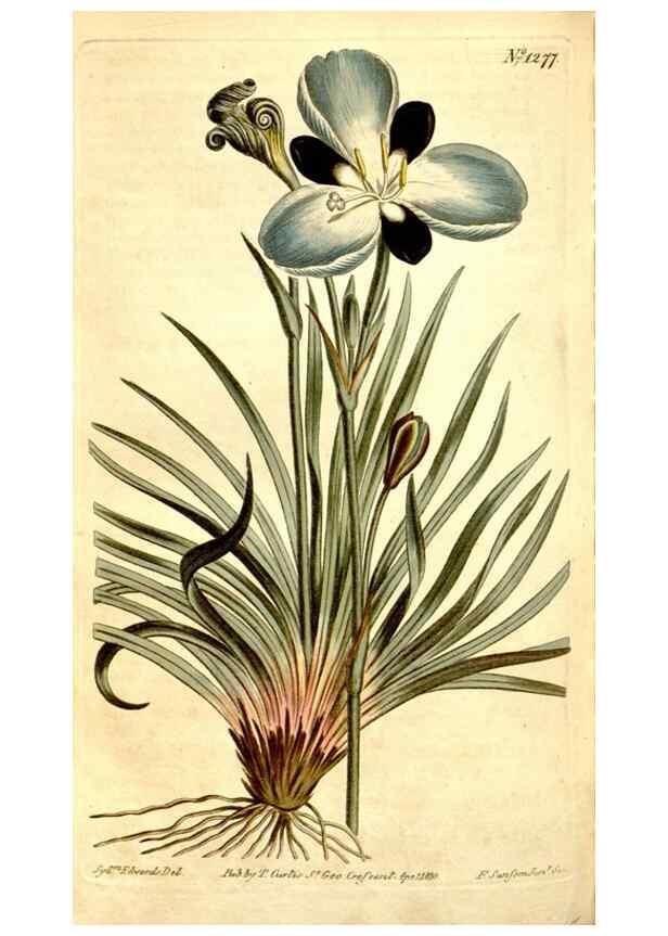 Reproducción/Reproduction 34324890284: Curtis's botanical magazine.. London ; New York [etc.] :Academic Press [etc.]