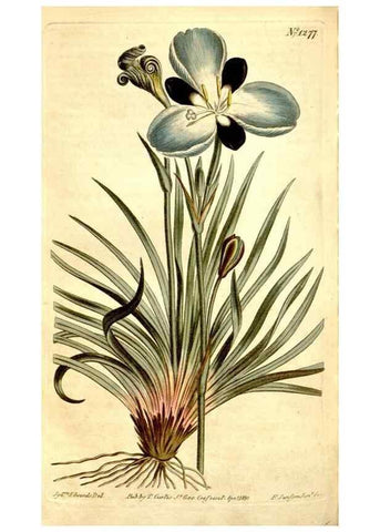 Reproducción/Reproduction 34324890284: Curtis's botanical magazine.. London ; New York [etc.] :Academic Press [etc.]