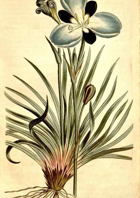 Reproducción/Reproduction 34324890284: Curtis's botanical magazine.. London ; New York [etc.] :Academic Press [etc.]