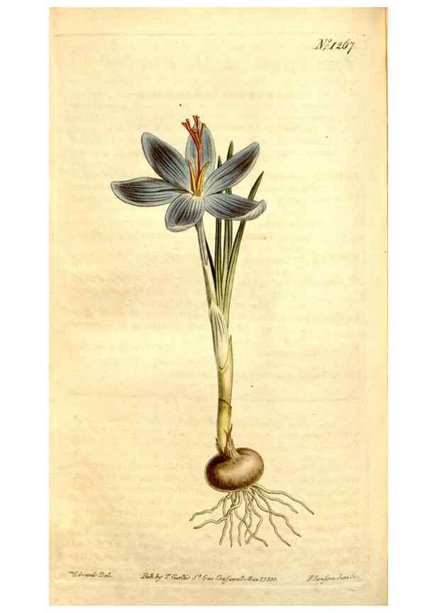 Reproducción/Reproduction 34783355960: Curtis's botanical magazine.. London ; New York [etc.] :Academic Press [etc.]