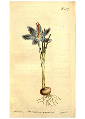 Reproducción/Reproduction 34783355960: Curtis's botanical magazine.. London ; New York [etc.] :Academic Press [etc.]