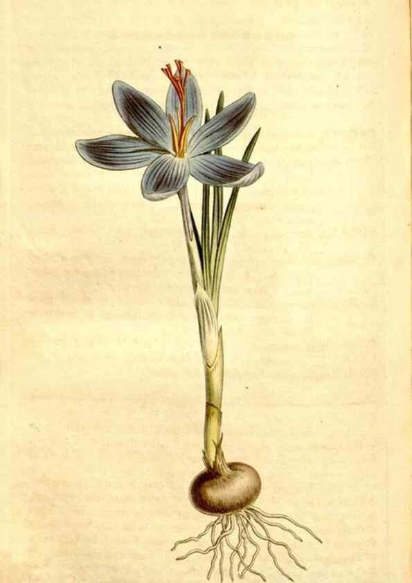 Reproducción/Reproduction 34783355960: Curtis's botanical magazine.. London ; New York [etc.] :Academic Press [etc.]
