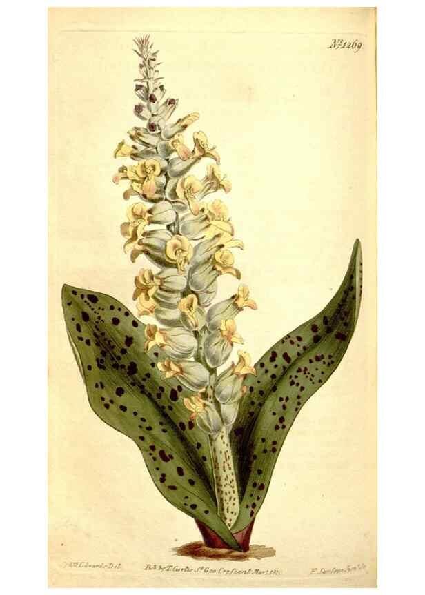 Reproducción/Reproduction 34360240483: Curtis's botanical magazine.. London ; New York [etc.] :Academic Press [etc.]