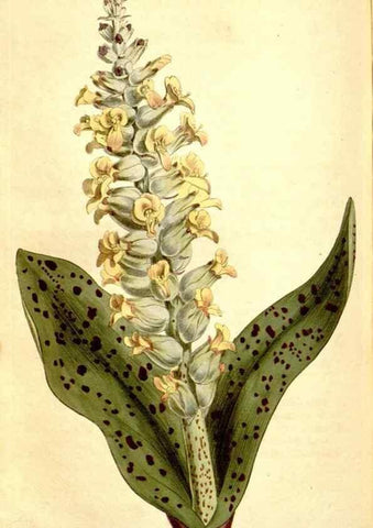 Reproducción/Reproduction 34360240483: Curtis's botanical magazine.. London ; New York [etc.] :Academic Press [etc.]