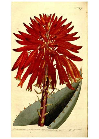 Reproducción/Reproduction 35004974572: Curtis's botanical magazine.. London ; New York [etc.] :Academic Press [etc.]