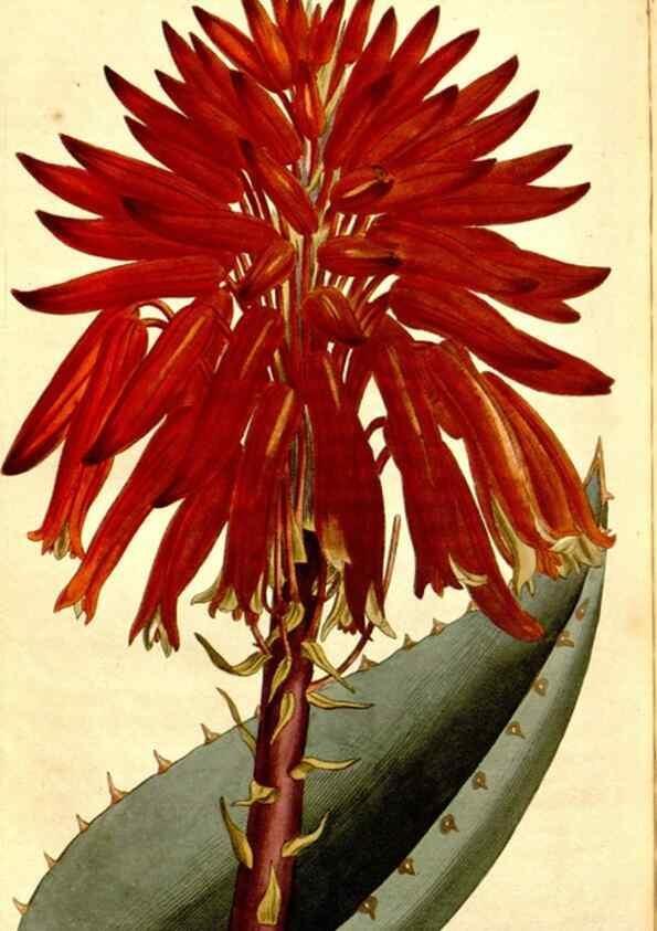 Reproducción/Reproduction 35004974572: Curtis's botanical magazine.. London ; New York [etc.] :Academic Press [etc.]