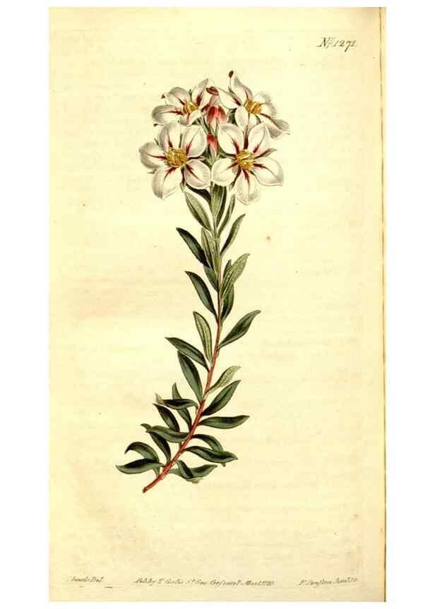 Reproducción/Reproduction 34360244133: Curtis's botanical magazine.. London ; New York [etc.] :Academic Press [etc.]