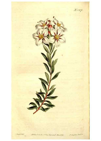 Reproducción/Reproduction 34360244133: Curtis's botanical magazine.. London ; New York [etc.] :Academic Press [etc.]