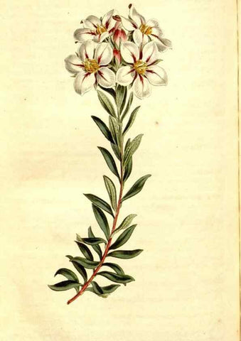 Reproducción/Reproduction 34360244133: Curtis's botanical magazine.. London ; New York [etc.] :Academic Press [etc.]