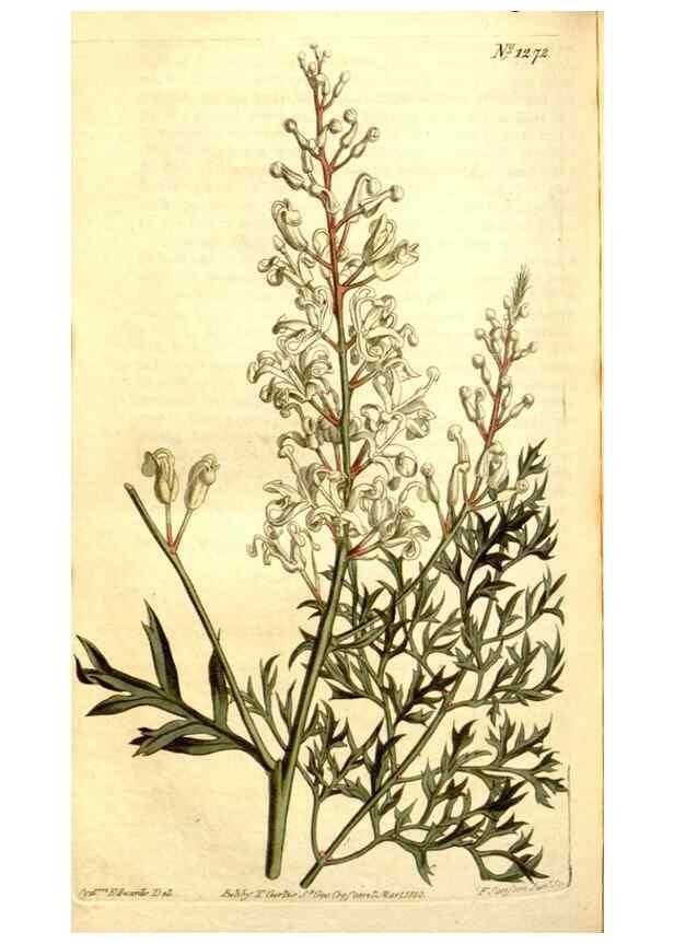 Reproducción/Reproduction 35169928535: Curtis's botanical magazine.. London ; New York [etc.] :Academic Press [etc.]