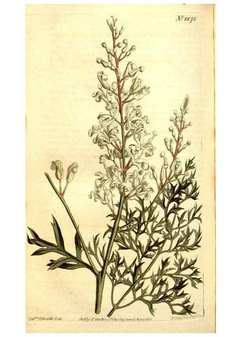 Reproducción/Reproduction 35169928535: Curtis's botanical magazine.. London ; New York [etc.] :Academic Press [etc.]
