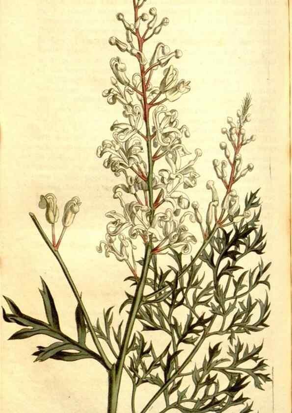 Reproducción/Reproduction 35169928535: Curtis's botanical magazine.. London ; New York [etc.] :Academic Press [etc.]