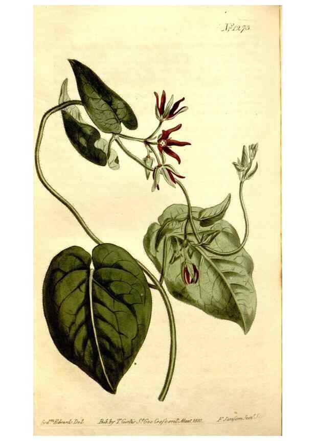 Reproducción/Reproduction 35004980772: Curtis's botanical magazine.. London ; New York [etc.] :Academic Press [etc.]