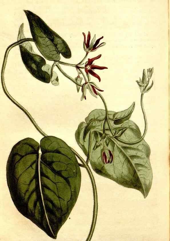 Reproducción/Reproduction 35004980772: Curtis's botanical magazine.. London ; New York [etc.] :Academic Press [etc.]