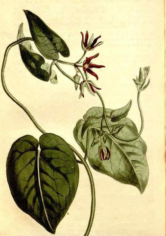 Reproducción/Reproduction 35004980772: Curtis's botanical magazine.. London ; New York [etc.] :Academic Press [etc.]
