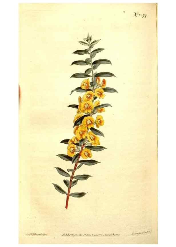 Reproducción/Reproduction 35004982392: Curtis's botanical magazine.. London ; New York [etc.] :Academic Press [etc.]