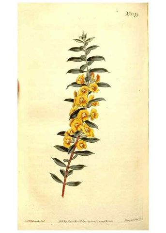 Reproducción/Reproduction 35004982392: Curtis's botanical magazine.. London ; New York [etc.] :Academic Press [etc.]