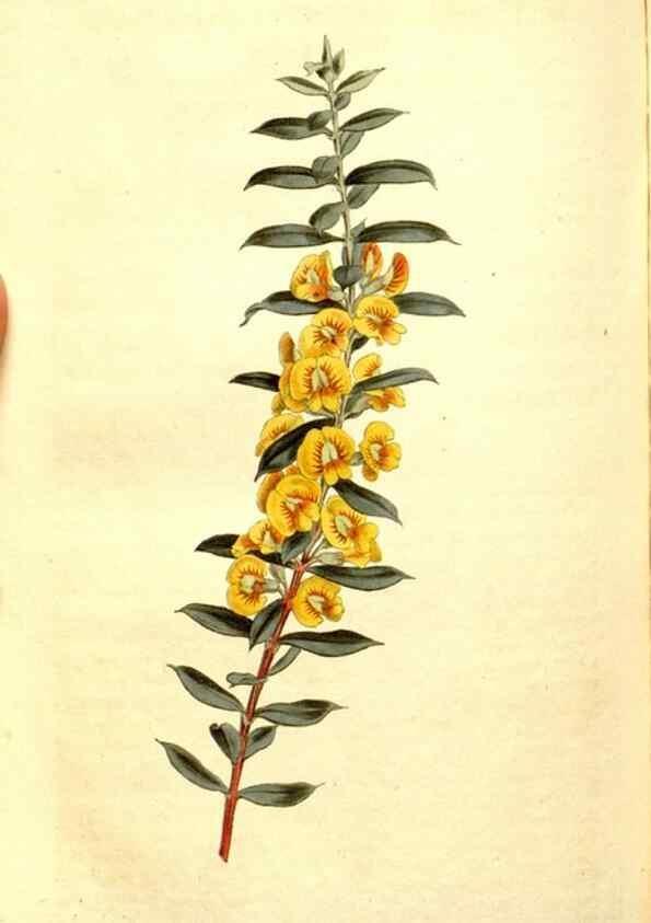 Reproducción/Reproduction 35004982392: Curtis's botanical magazine.. London ; New York [etc.] :Academic Press [etc.]