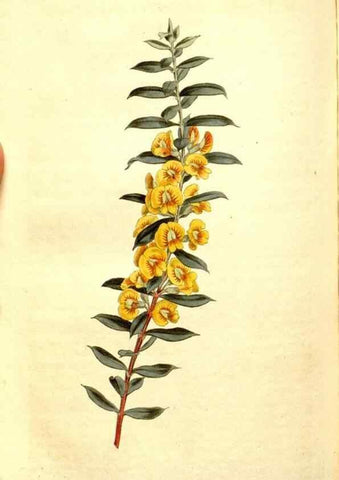 Reproducción/Reproduction 35004982392: Curtis's botanical magazine.. London ; New York [etc.] :Academic Press [etc.]