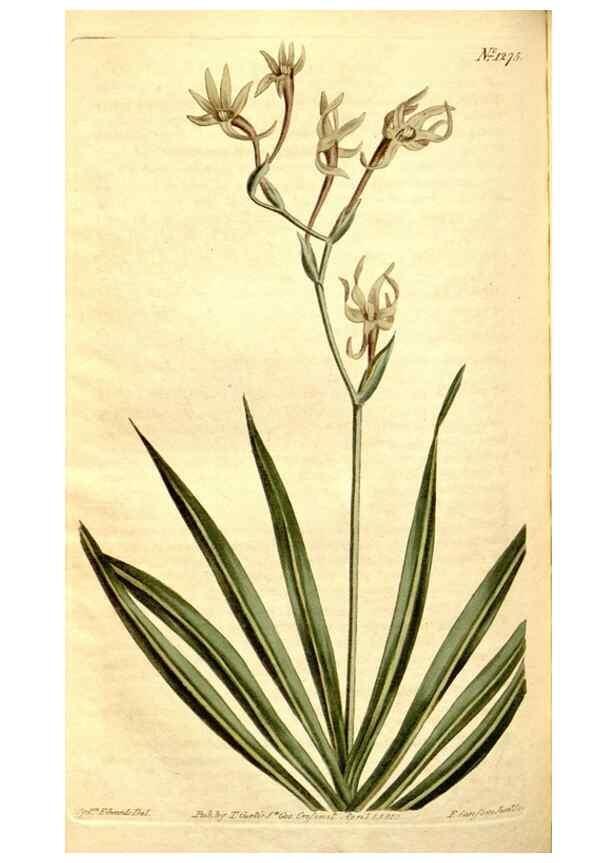 Reproducción/Reproduction 35004983962: Curtis's botanical magazine.. London ; New York [etc.] :Academic Press [etc.]