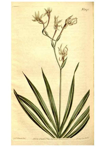 Reproducción/Reproduction 35004983962: Curtis's botanical magazine.. London ; New York [etc.] :Academic Press [etc.]
