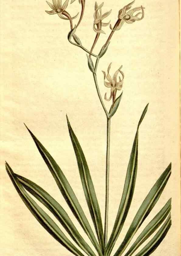 Reproducción/Reproduction 35004983962: Curtis's botanical magazine.. London ; New York [etc.] :Academic Press [etc.]