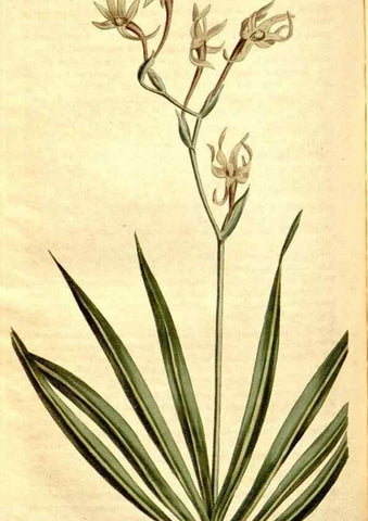 Reproducción/Reproduction 35004983962: Curtis's botanical magazine.. London ; New York [etc.] :Academic Press [etc.]