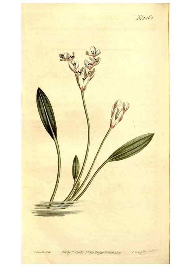 Reproducción/Reproduction 34360238003: Curtis's botanical magazine.. London ; New York [etc.] :Academic Press [etc.]