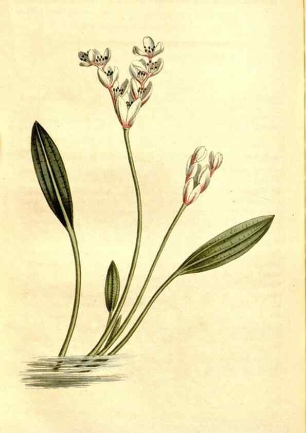 Reproducción/Reproduction 34360238003: Curtis's botanical magazine.. London ; New York [etc.] :Academic Press [etc.]