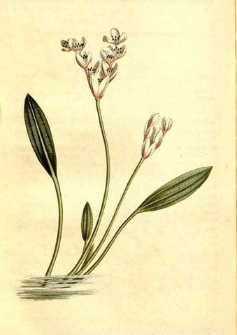 Reproducción/Reproduction 34360238003: Curtis's botanical magazine.. London ; New York [etc.] :Academic Press [etc.]