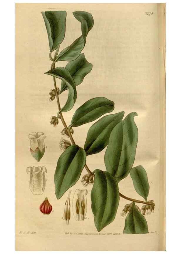 Reproducción/Reproduction 35119338061: Curtis's botanical magazine.. London ; New York [etc.] :Academic Press [etc.]