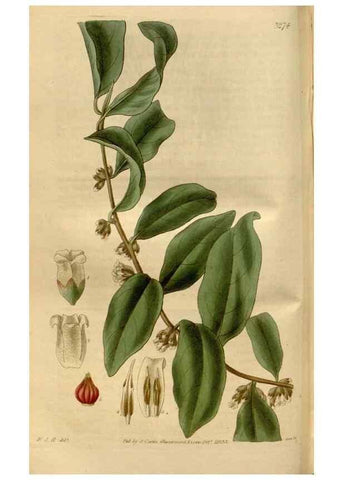 Reproducción/Reproduction 35119338061: Curtis's botanical magazine.. London ; New York [etc.] :Academic Press [etc.]