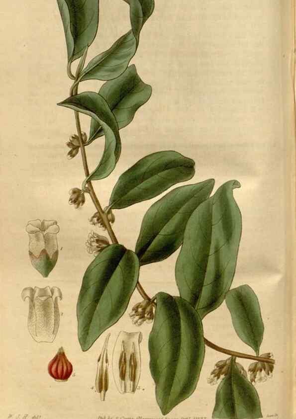 Reproducción/Reproduction 35119338061: Curtis's botanical magazine.. London ; New York [etc.] :Academic Press [etc.]