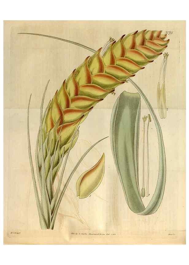 Reproducción/Reproduction 35119340401: Curtis's botanical magazine.. London ; New York [etc.] :Academic Press [etc.]