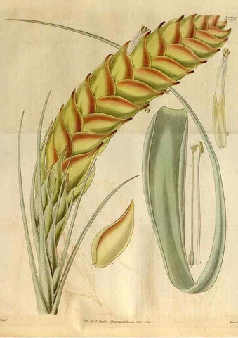 Reproducción/Reproduction 35119340401: Curtis's botanical magazine.. London ; New York [etc.] :Academic Press [etc.]