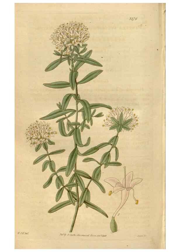 Reproducción/Reproduction 35119343191: Curtis's botanical magazine.. London ; New York [etc.] :Academic Press [etc.]