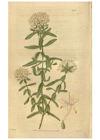 Reproducción/Reproduction 35119343191: Curtis's botanical magazine.. London ; New York [etc.] :Academic Press [etc.]