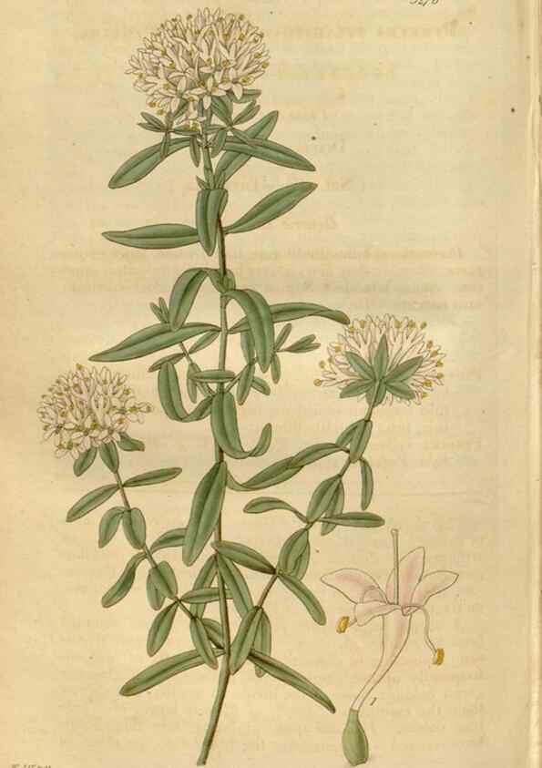 Reproducción/Reproduction 35119343191: Curtis's botanical magazine.. London ; New York [etc.] :Academic Press [etc.]