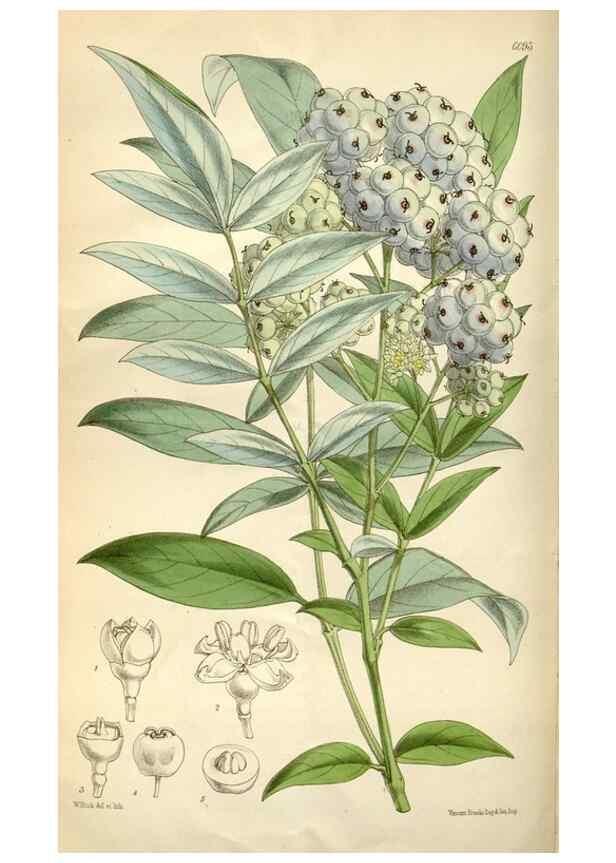 Reproducción/Reproduction 34466197543: Curtis's botanical magazine.. London ; New York [etc.] :Academic Press [etc.]