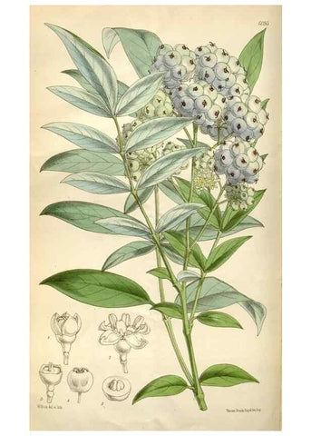 Reproducción/Reproduction 34466197543: Curtis's botanical magazine.. London ; New York [etc.] :Academic Press [etc.]